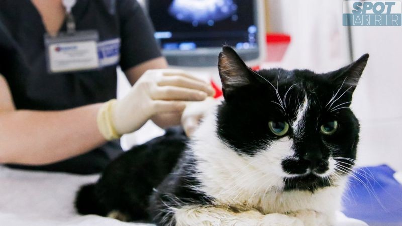 Covid-19: Kediler ve köpekler de hastalığa yakalanabiliyor