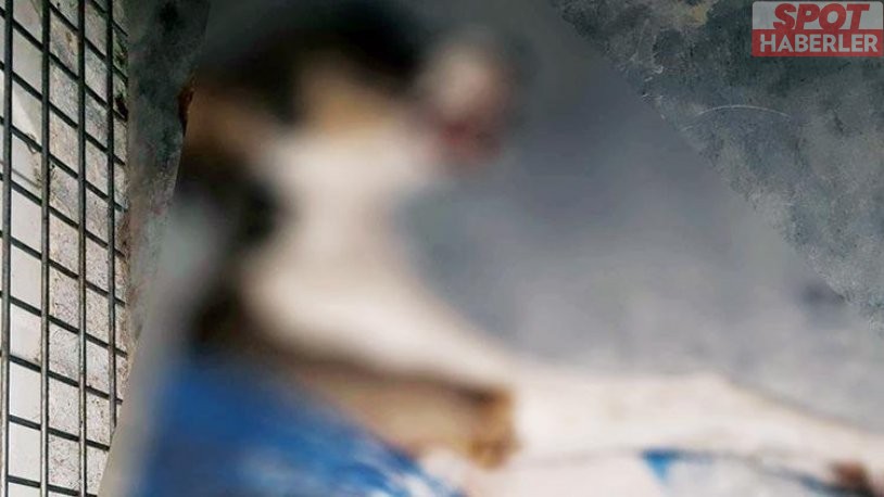 Kuşadası’nda 4 yavru köpek zehirlenerek öldürüldü