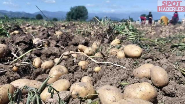 Patates hasadı başladı! Tarladaki satış fiyatını duyanlar…