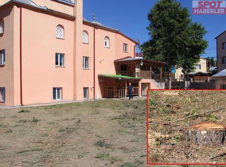 Sivas’ta “Gölge Yapıyor” Diye 33 Çam Ağacını Kestiler