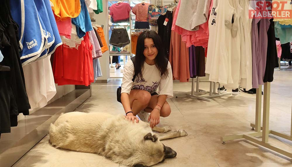 Sıcaktan Bunalan Sahipsiz Köpekleri Klimalı Mağazalarda Ağırlıyorlar
