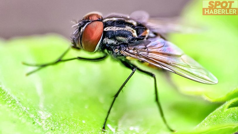 Bilim insanları sineklerin beynini ′hackleyerek′ uzaktan kumanda etmeyi başardı: İnsanları nasıl etkileyecek?