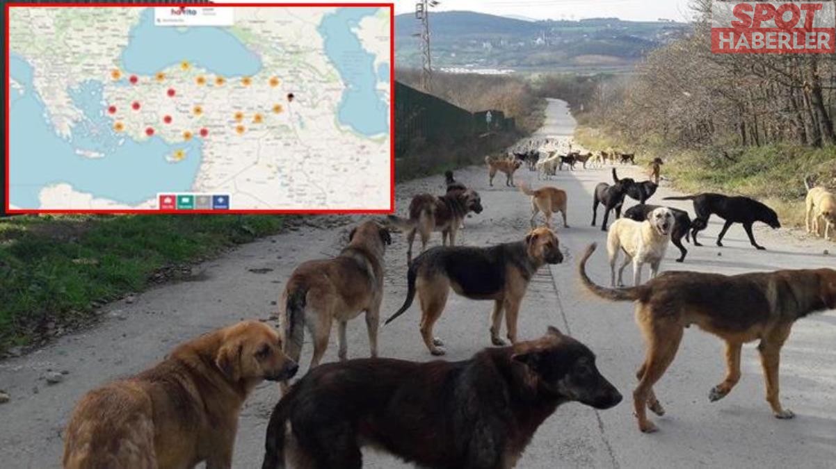 Sokak köpeklerini hedef gösteren Havrita uygulamasına tepkiler çığ gibi ama yetkililerden ses yok