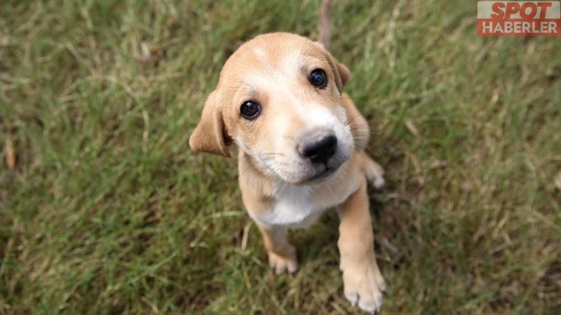 Araştırma: Köpekler sahiplerine kavuşunca mutluluktan ağlıyor