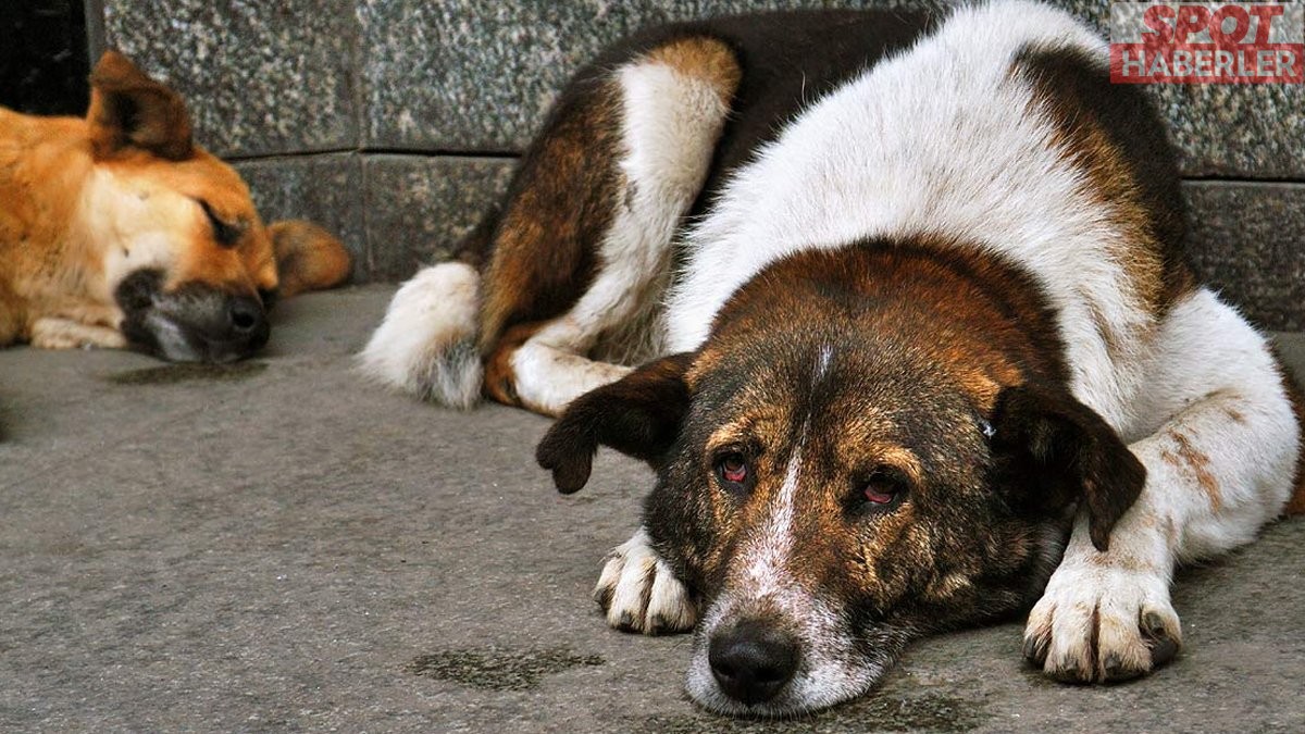 Köpekler öldürülsün diye site yapmışlar!