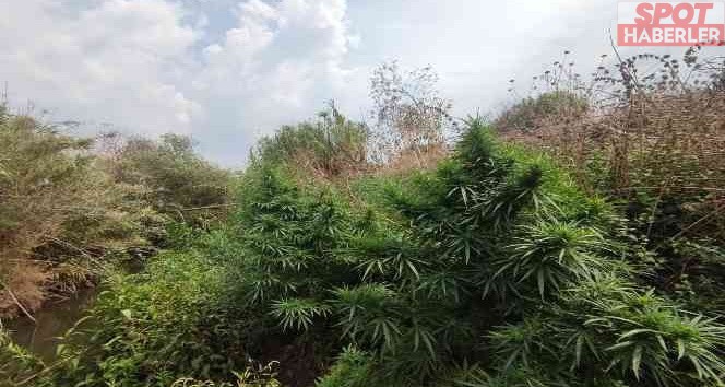 İzmir Tire’de 67 kök kenevir ele geçirildi