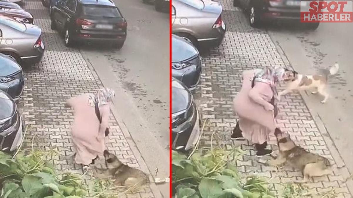 Yer: İstanbul! Siteyi basan sokak köpekleri yaşlı kadına böyle saldırdı