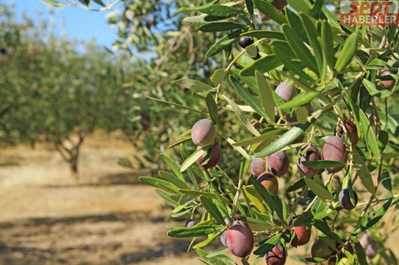 Zeytin üreticilerinden tepki: Zeytinliklerin madenciliğe açılması hukuka aykırı