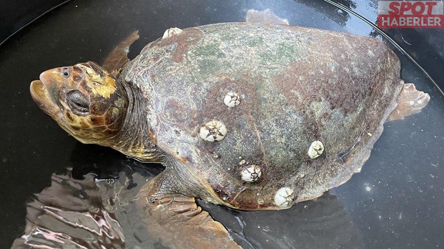 Caretta Caretta’nın Kafatasını Kırmışlar