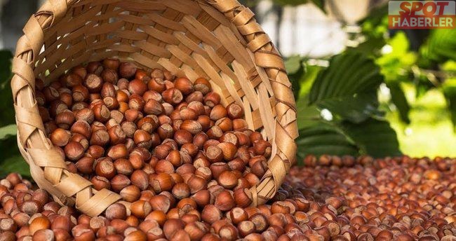 Fındıkta ‘Ferrero’ tepkisi: “FETÖ’de olduğu gibi Erdoğan tarafından beslendi, devlete kafa tutuyor”