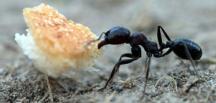Bilim insanları dünyadaki toplam karınca sayısını hesapladı