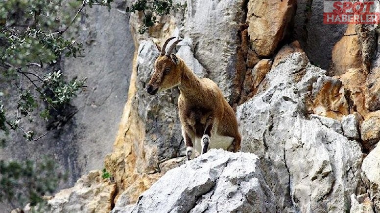 Kaçak yaban keçisi avcılarına 500 bin TL tazminat cezası kesildi