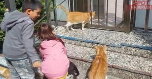 Kedilere su verdiği için, 6 yaşındaki çocuğa bin liralık ceza gönderdiler