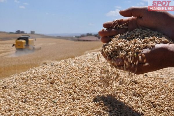 Buğday fiyatları yükselişe geçti