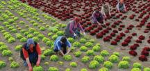 Tarımda üretici enflasyonu sert yükseldi, durdurulamıyor!