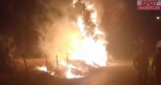 Tire’de 6 köyün zeytin ağaçlarını yaktılar