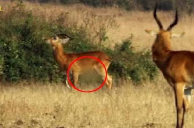 TRT belgeselinde antilopların cinsel organı sansürlendi