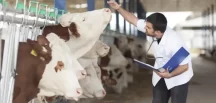 Akkuş İlgezdi’den Bakanlığa çağrı: Veteriner hekimler sağlık çalışanı sayılsın