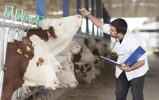Akkuş İlgezdi’den Bakanlığa çağrı: Veteriner hekimler sağlık çalışanı sayılsın