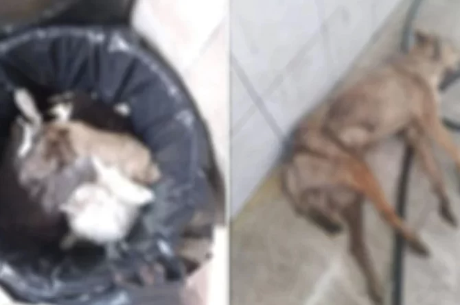 AKP’li belediyenin eski çalışanından kan donduran iddia
