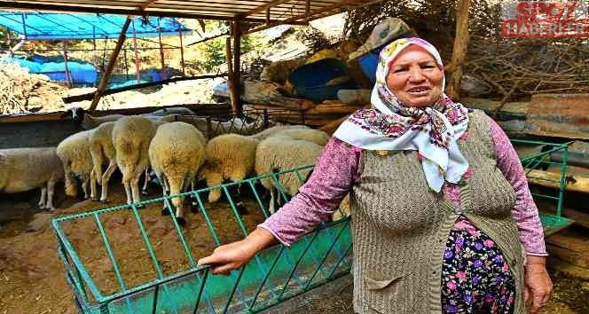 İzmir Büyükşehir Belediyesi’nin verdiği 3 koyundan 48 koyuna