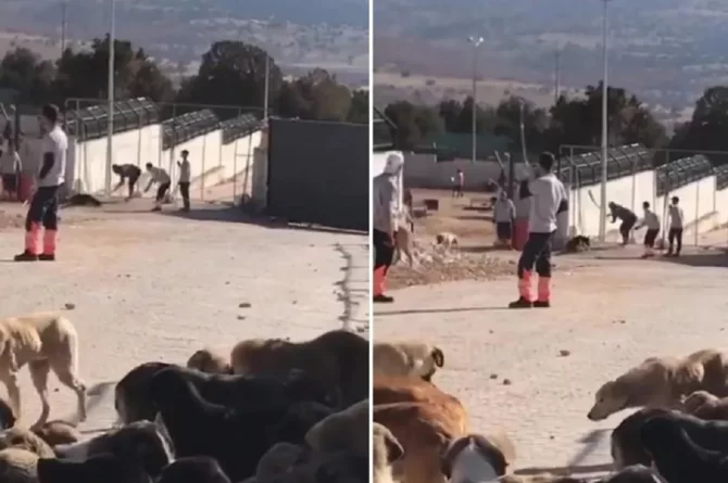 Konya’daki hayvan barınağında vahşet: Kürekle başına vura vura öldürdü