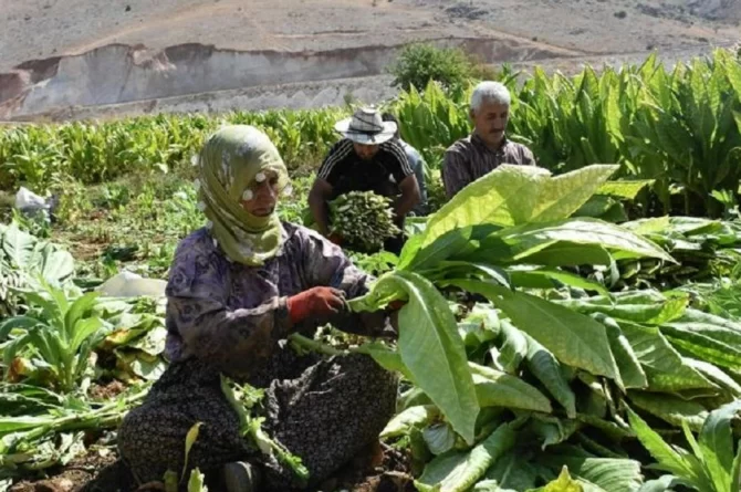 Türkiye ithalata mahkum edildi: “Tütün üreticisi sayısı 405 binden 60 bine geriledi”