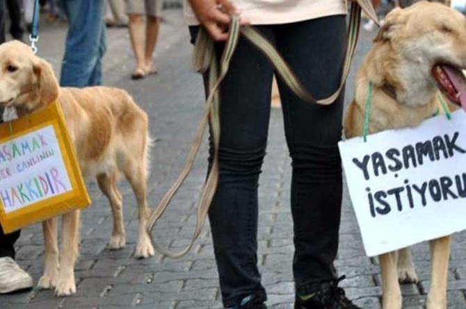 Evinden onlarca ölü hayvan çıktı