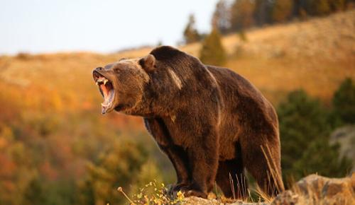 Kışın gelmemesi ayıları sinirlendirdi: Kış uykusuna yatamayan ayılar saldırganlaştı