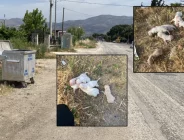 Vicdansızlık: Çöp konteynerine atılan çuvaldan 6 köpek yavrusu çıktı