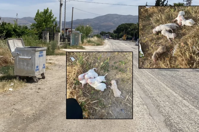 Vicdansızlık: Çöp konteynerine atılan çuvaldan 6 köpek yavrusu çıktı