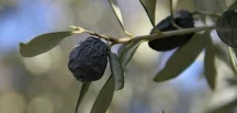 İzmir’e özgü bir zeytin
