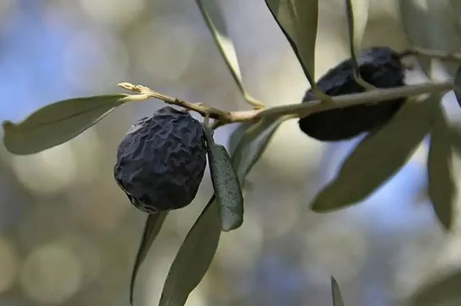 İzmir’e özgü bir zeytin