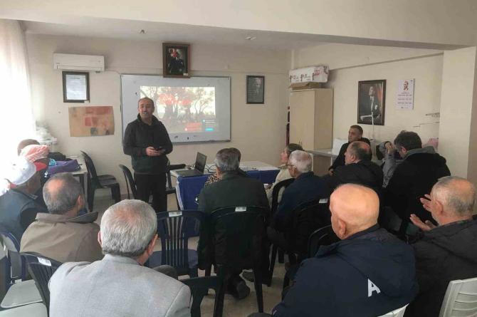 İzmir’de zeytin ağaçları küllerinden doğup yeşeriyor