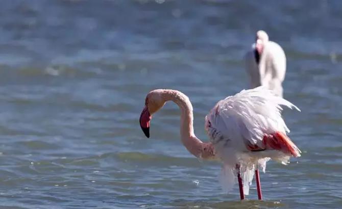 Flamingoların Vücutlarında Buz Sarkıtları Oluştu: Aşırı Soğuk Yaban Hayatını Zorluyor