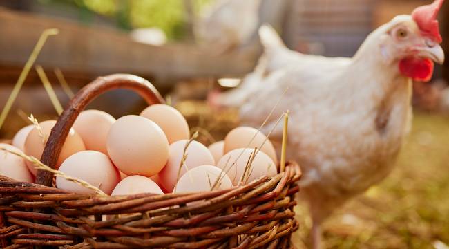 Yumurtayı Ucuzlatmak İçin 1 Milyar Dolarlık Hamle
