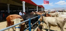 Kurban pazarında hem alıcı hem satıcı dertli