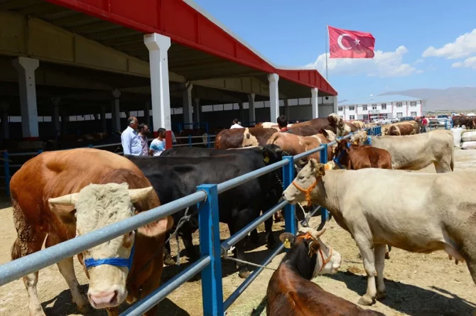 Kurban pazarında hem alıcı hem satıcı dertli