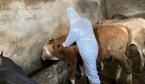 Manisa’da büyükbaşlarda ‘şap’ alarmı; 8 köy karantinaya alındı
