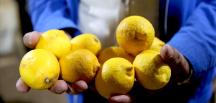 Fiyatlar limondan daha ekşi