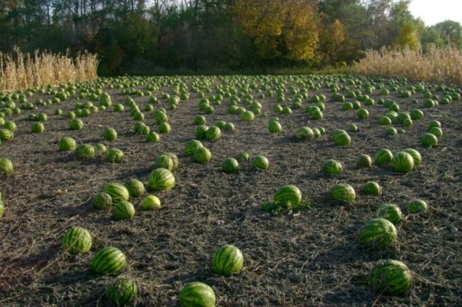 Karpuz Tarlada Kaldı