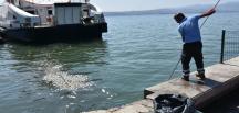 Balık ölümleri tüm İzmir Körfezine yayıldı