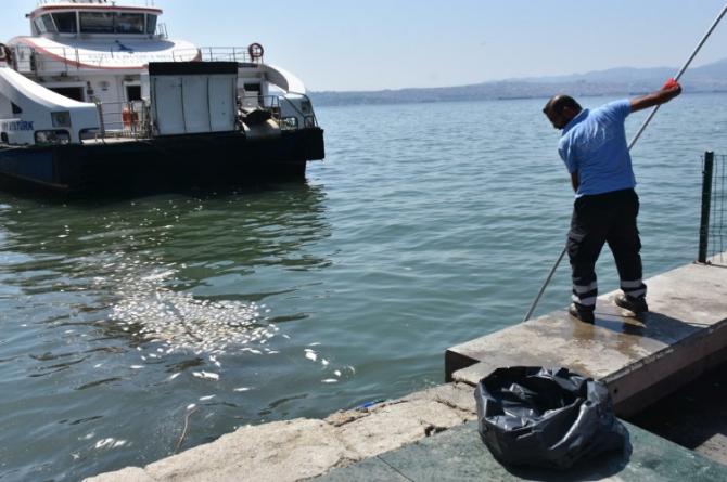 Balık ölümleri tüm İzmir Körfezine yayıldı