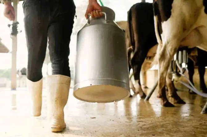 Çiğ Sütte Üretici Dar Boğazda!