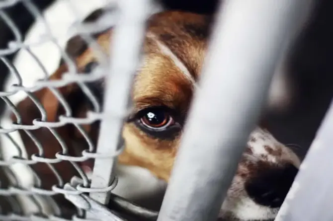 İzmir’de Sahipsiz Köpeğe Şiddet Sosyal Medyayı Ayağa Kaldırdı