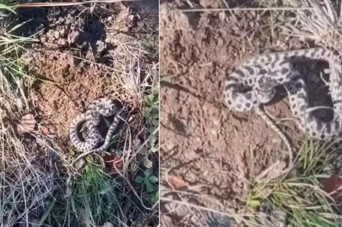 Mantar Toplarken Hayatının Şokunu Yaşadı