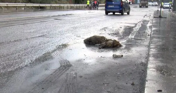 İstanbul’da Sağanak Yağışın Nedeniyle Yaban Domuzu Boğuldu
