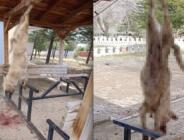 Afyon’da insanlık dışı olay: Köpeğe görülmemiş işkence!