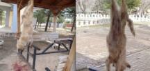 Afyon’da insanlık dışı olay: Köpeğe görülmemiş işkence!
