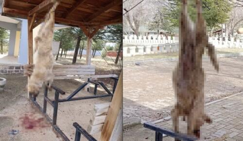 Afyon’da insanlık dışı olay: Köpeğe görülmemiş işkence!